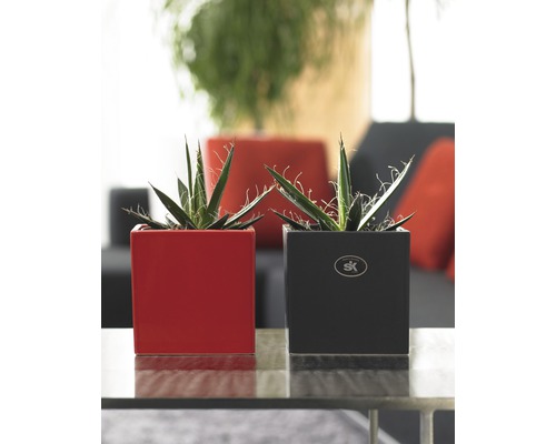 Dvě pokojové rostliny v hranatých květináčích na stole