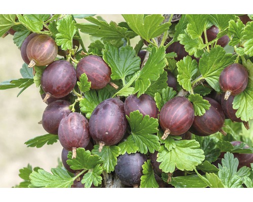 Zralé angrešty na keři se zelenými listy.