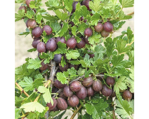 Keř angreštu se zralými plody a zelenými listy