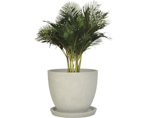 Areka v květináči s podšálkem