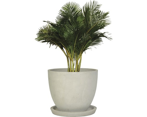 Areková palma v květináči s podšálkem