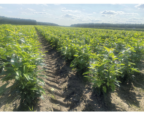 Pole s vavřínovými rostlinami pro živé ploty