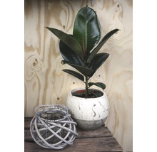 Gumovník mix FloraSelf Ficus elastica výška cca 30 cm květináč Ø 14 cm 1 ks, různé druhy