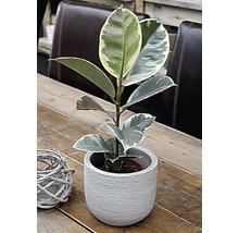 Gumovník mix FloraSelf Ficus elastica výška cca 30 cm květináč Ø 14 cm 1 ks, různé druhy