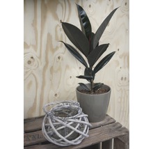 Gumovník mix FloraSelf Ficus elastica výška cca 30 cm květináč Ø 14 cm 1 ks, různé druhy