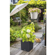 Scéna zahrady s hortenzií v květináči a závěsnou rostlinou