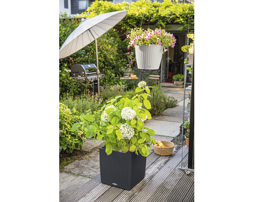 Scéna zahrady s hortenzií v květináči a závěsnou rostlinou