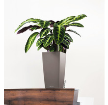 Marantová rostlina v květináči