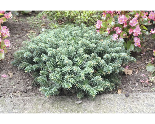 Borovice kleč v zahradním záhonu