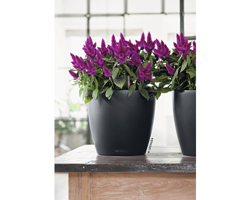 Dekorativní pokojová rostlina v černém květináči na dřevěném stole