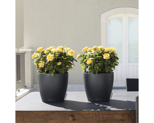 Dva černé květináče se žlutými růžemi na stole venku.