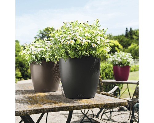 Tři květináče Lechuza na zahradním stole osázené sedmikráskami.