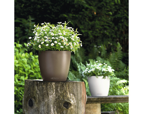 Dva květináče s kopretinami na zahradě.