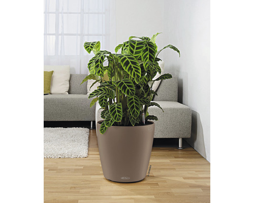 Pokojová rostlina Calathea v květináči Lechuza v obývacím pokoji.