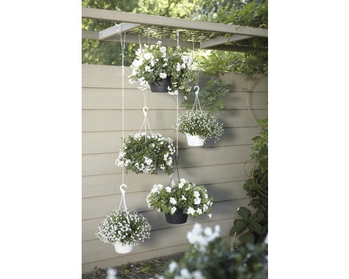 Dekorativní závěsné koše s bílými květy, uspořádané na pergole v zahradě.