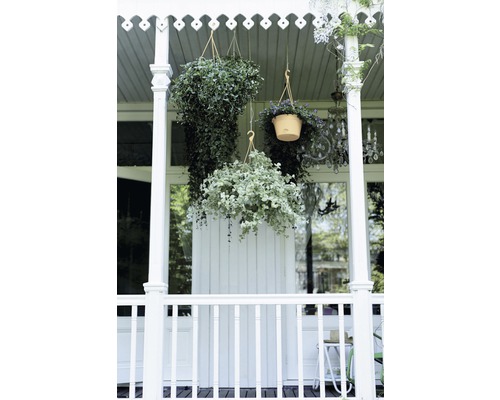 Veranda se závěsnými zelenými rostlinami a bílými dřevěnými prvky