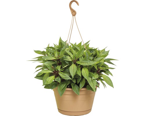 Závěsná rostlina v květináči se závěsným zařízením