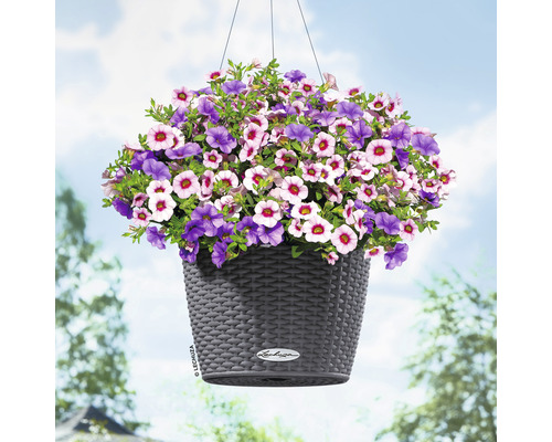 Závěsný květináč s fialovými a světle růžovými květy