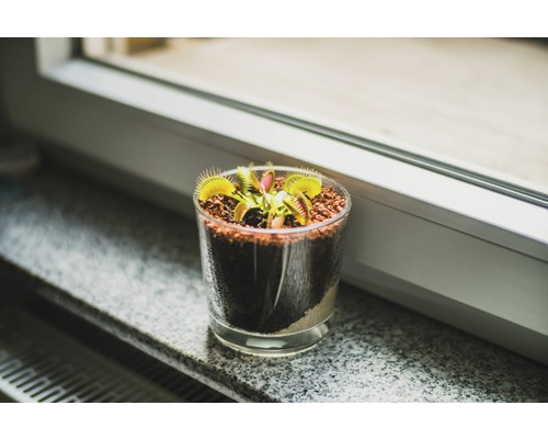 Mucholapka podivná ve sklenici na okenním parapetu