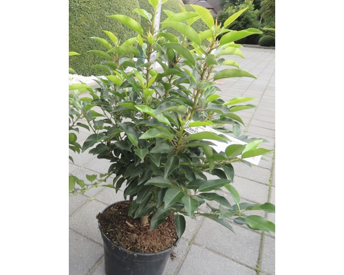 Bobkovišeň portugalská FloraSelf Prunus lusitanica 'Angustifolia' 60-80 cm květináč 5 l