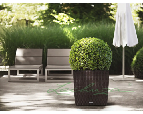 Zahrada s posezením, slunečníkem a květináčem se zimostrázem