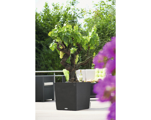 Venkovní scéna s vinnou révou v květináči