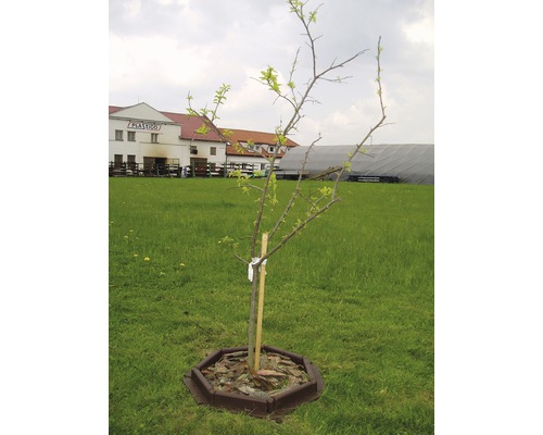 Mladý strom s podpůrným sloupkem a mulčovací miskou na louce.