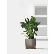 Lopatkovec v květináči