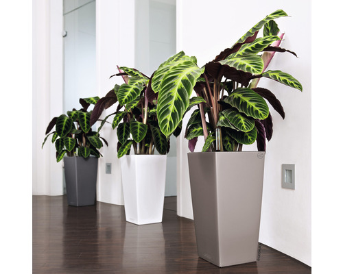 Tři rostliny Calathea v šedých, bílých a béžových květináčích v interiéru