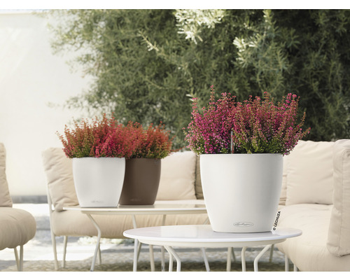 Dekorativní vřesy v květináčích na stole venku.