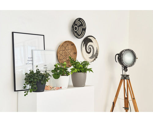 Dekorativní scéna s pokojovými rostlinami v květináčích, zarámovanými plakáty, ozdobnými košíky na stěně a stojací lampou na stativu.