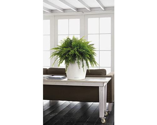 Pokojový obrázek s kapradinou v bílém květináči na stole