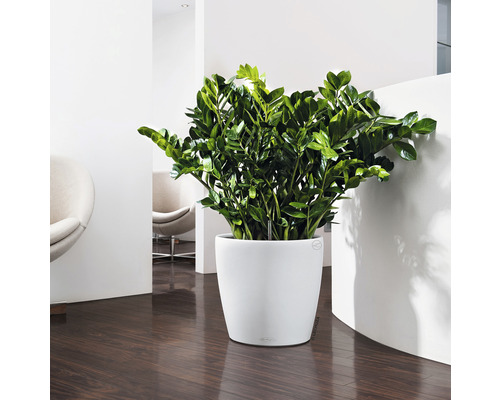 Zamiokulkas v bílém květináči ve světlé místnosti