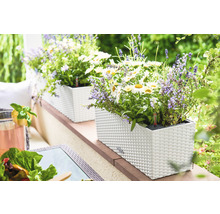 Plastové květináče s kvetoucími rostlinami na terase