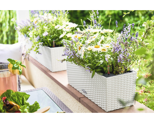 Plastové květináče s kvetoucími rostlinami na terase