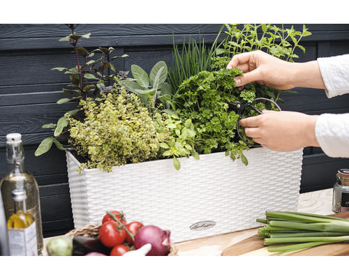 Balkonový truhlík s bylinkami a osobou sklízející petržel