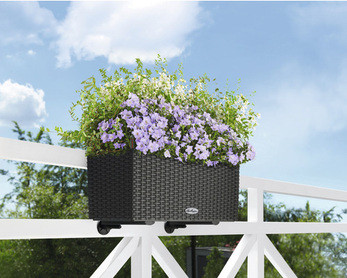 Balkonový truhlík s fialovými a bílými květy na zábradlí