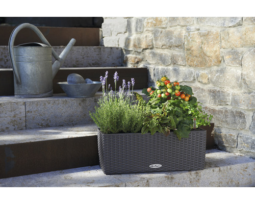 Květináč s bylinkami a rostlinami rajčat na schodech, vedle konev