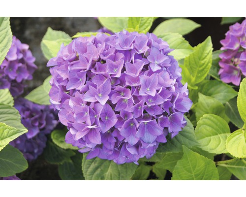 Hortenzie zahradní velkolistá FloraSelf Hydrangea macrophylla 'Hovaria Hobergine' 30-40 cm květináč 4,6 l fialově červená