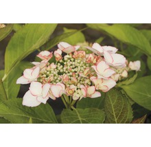 Hortenzie velkolistá FloraSelf Hydrangea macrophylla Hovaria 'Love You Kiss' výška 30-40 cm květináč 4,6 l
