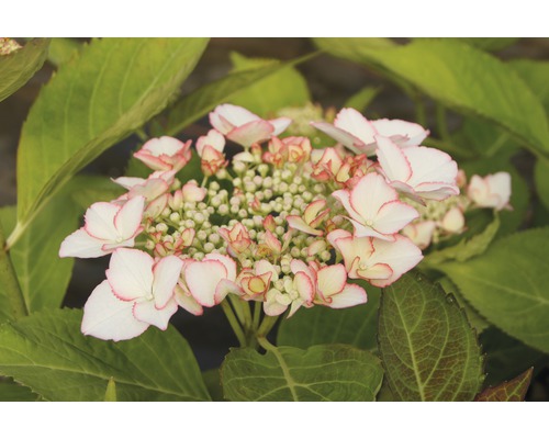 Hortenzie velkolistá FloraSelf Hydrangea macrophylla Hovaria 'Love You Kiss' výška 30-40 cm květináč 4,6 l Hortenzie velkolistá FloraSelf Hydrangea macrophylla Hovaria 'Love You Kiss' výška 30-40 cm květináč 4,6 l