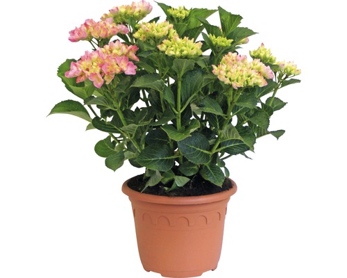 Hortenzie zahradní, hortenzie velkolistá FloraSelf Hydrangea macrophylla 'Hovaria Sweet Fantasy' výška 30-40 cm květináč 4,6 l