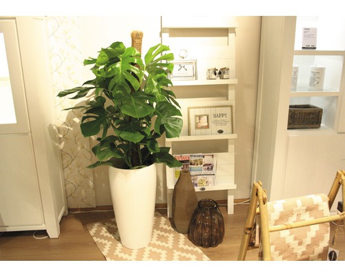 Pohled do místnosti s rostlinou Monstera v květináči, regálem a dekorativními předměty