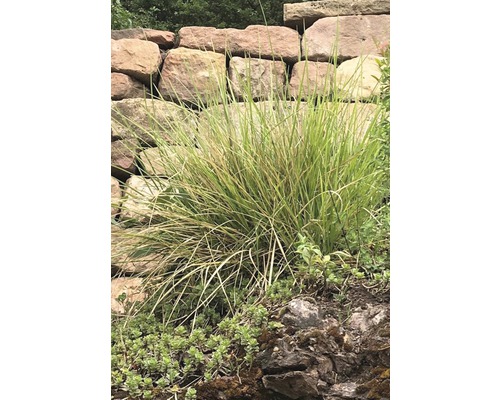 Pěchava podzimní FloraSelf Sesleria autumnalis 5-30 cm květináč 0,5 l