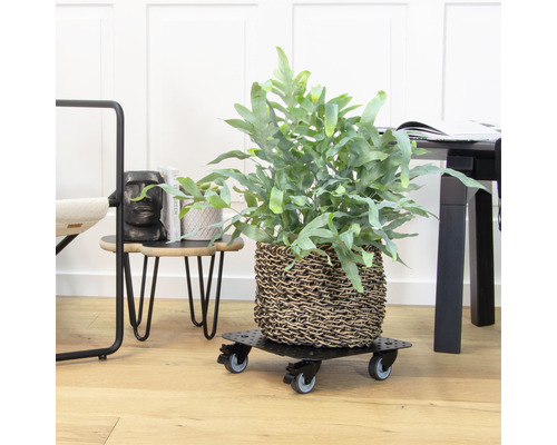 Pokojová rostlina v košíku na kolečkovém podstavci