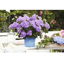 Kvetoucí hortenzie Endless Summer Collection v květináči na zahradní lavičce