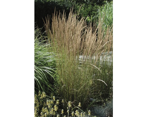 Třtina ostrokvětá FloraSelf Calamagrostis x acutiflora 'Karl Foerster' výška 10-40 cm květináč 3 l