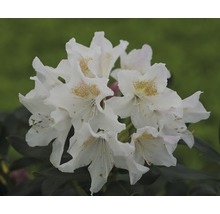 Detail bílého květu rododendronu