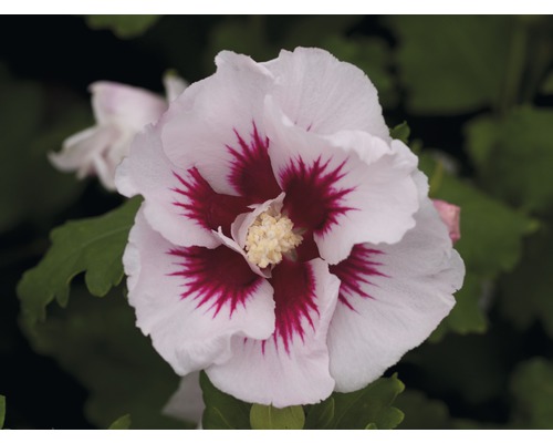 Detail květu ibišku s bílými okvětními lístky a červeným středem