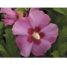 Ibišek syrský Hibiscus syriacus 'Aphrodite' výška 40-60 cm květináč 3 l 